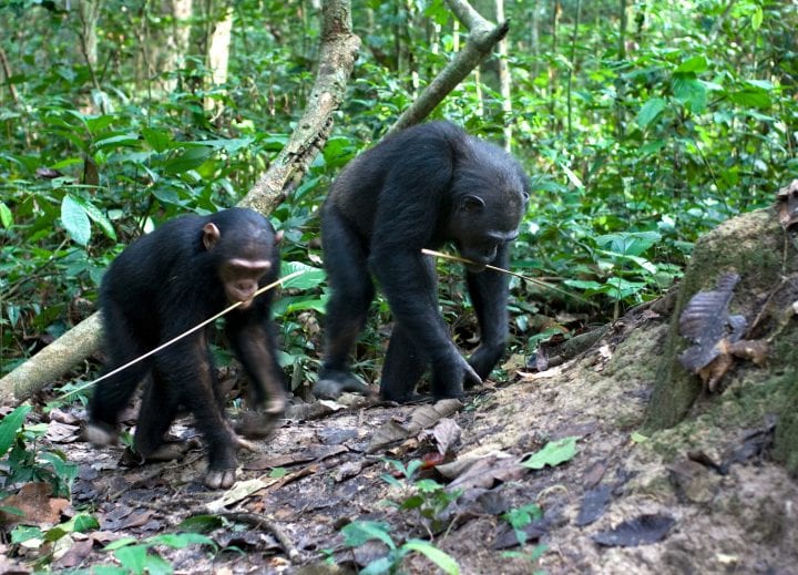 Two chimpanzees carry fishing probe tools