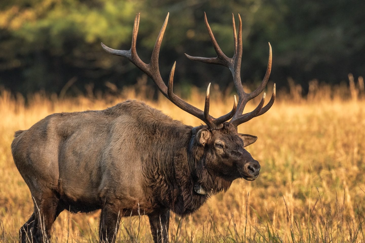 An elk bull displays its majestic antler crown