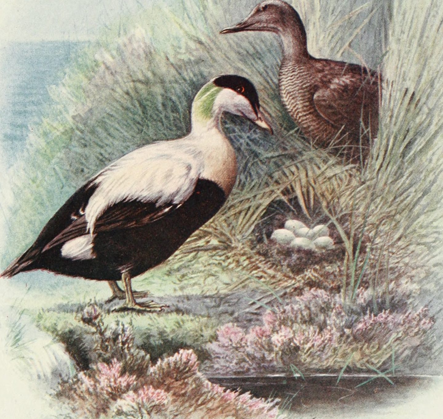 Illustration of male and female eider ducks and their nest