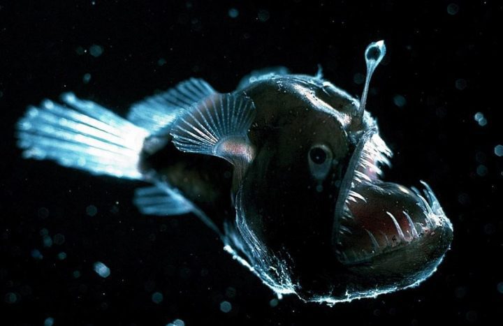 young anglerfish