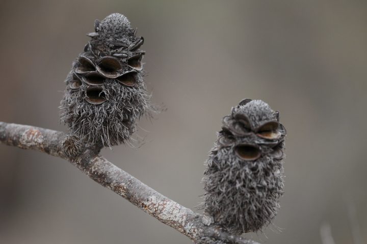 close up of small clam like seed pods on a thin branch against a gray background