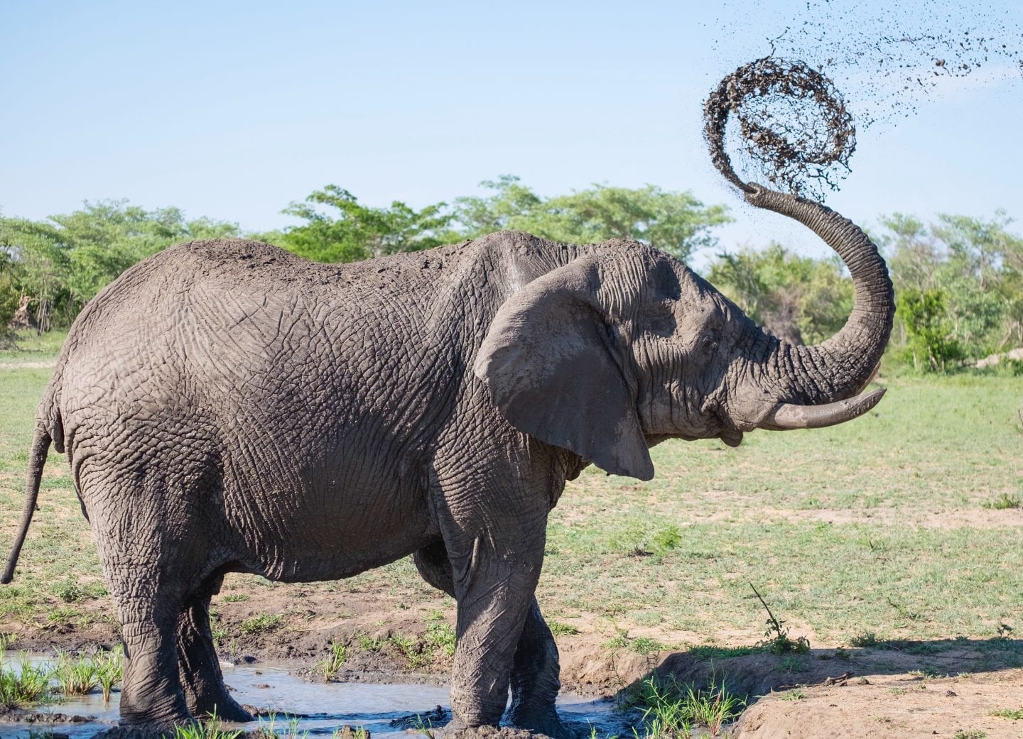 Elephant spraying itself with mud.