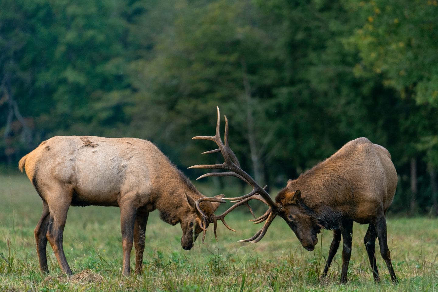 Two elk bulls lock antlers in a battle of strength