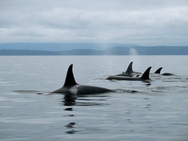 Four killer whale swim at the ocean surface