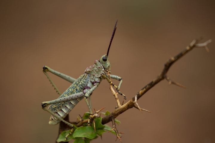Green locust on a tree limb