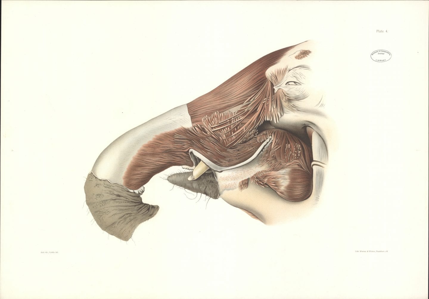 Sketch of Muscle Fibers Inside an Elephant Trunk