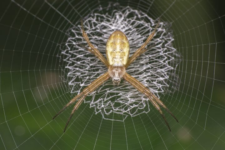 Discoid stabilimenta, or decoration, of an orb-weaver spider