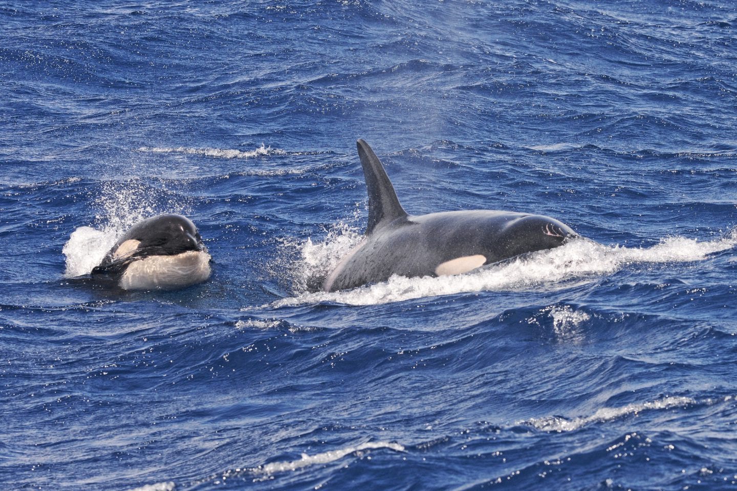 Two killer whales swim at the ocean surface.