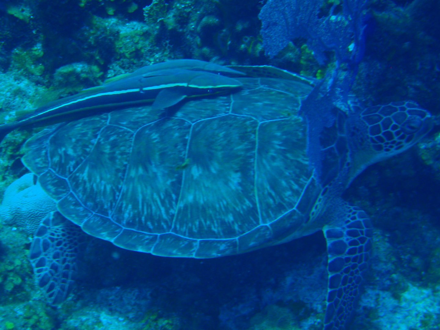 Remoras attached to a green sea turtle.