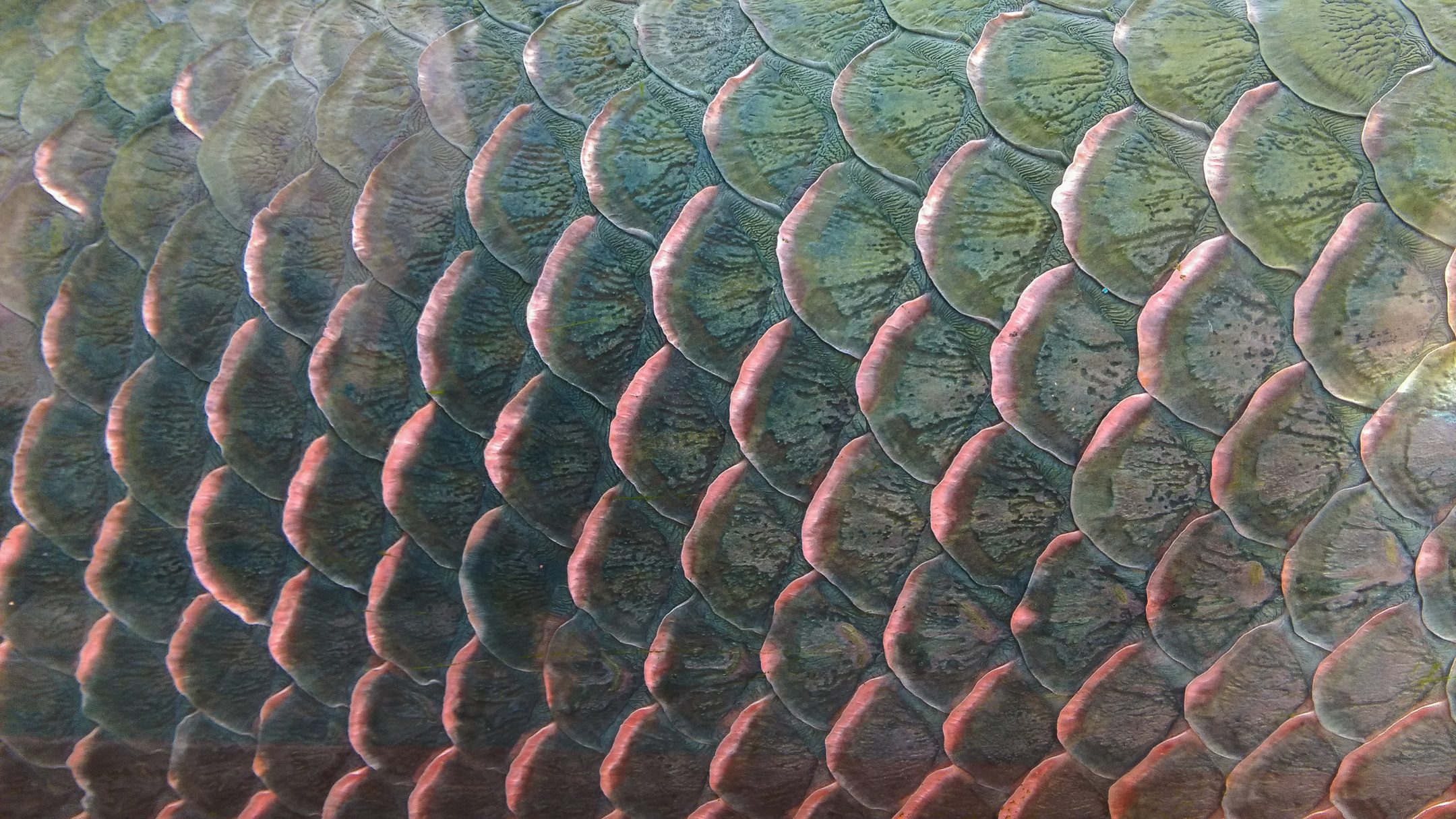 close up of metallic colored fish scales