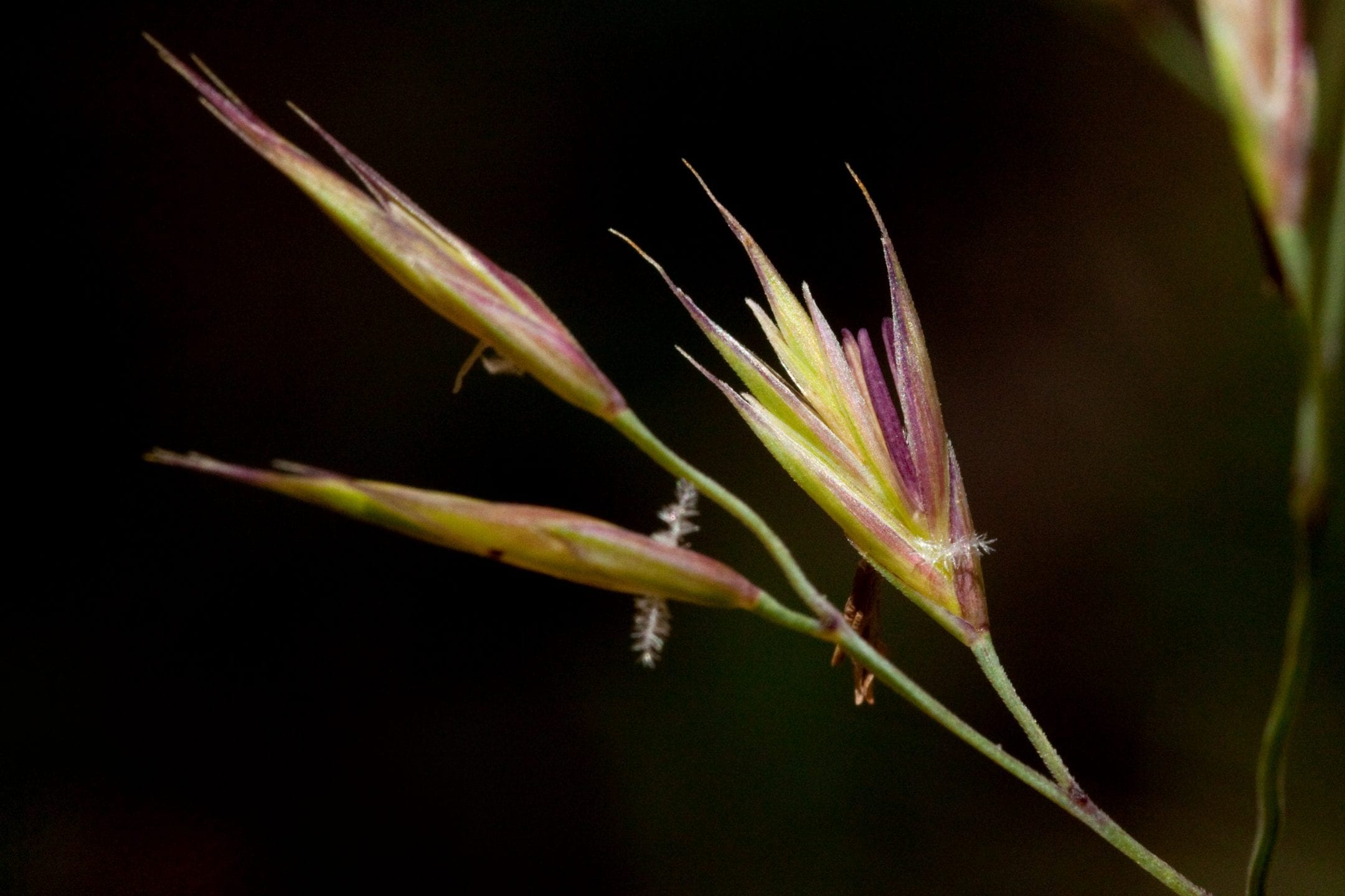 close up of an arizona fescue blade of grass
