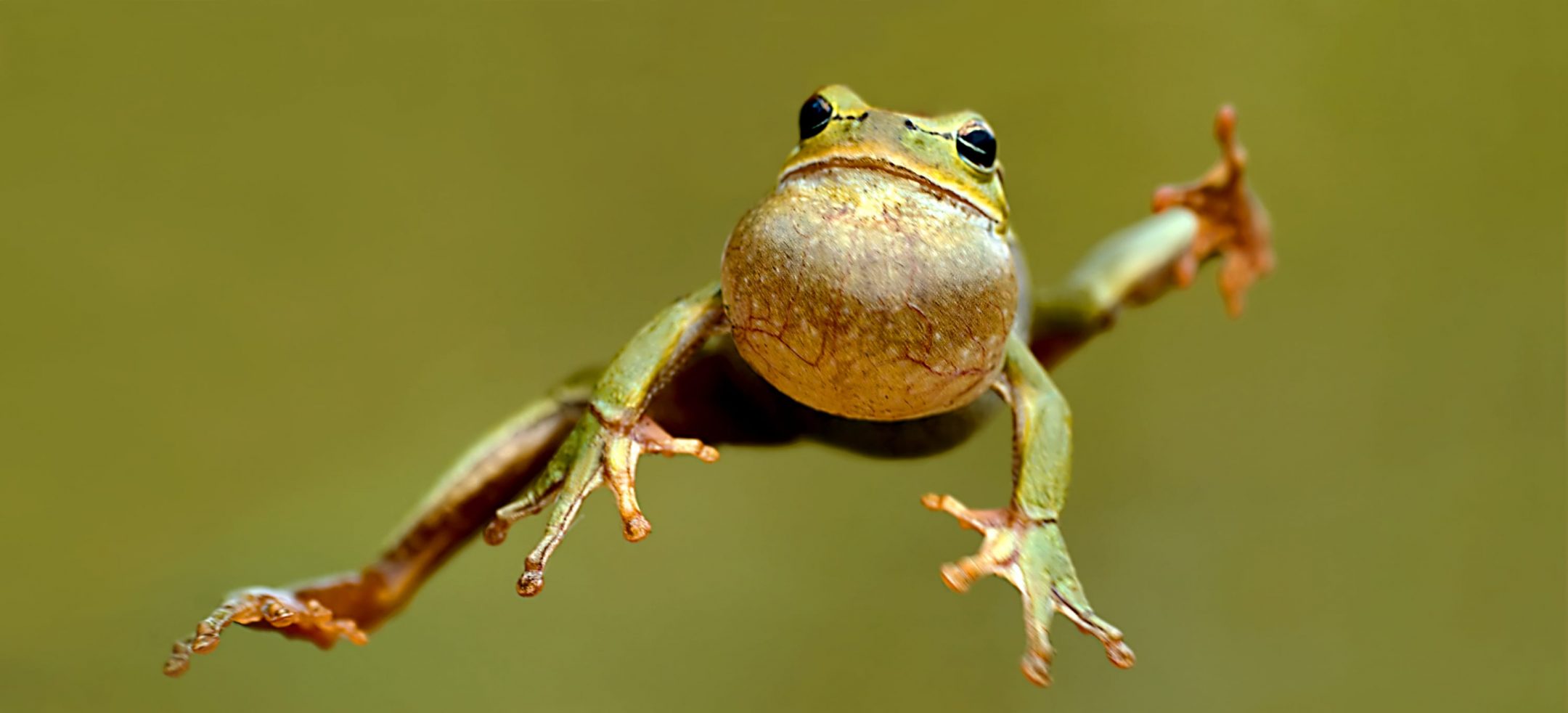 Frog leaping in midair