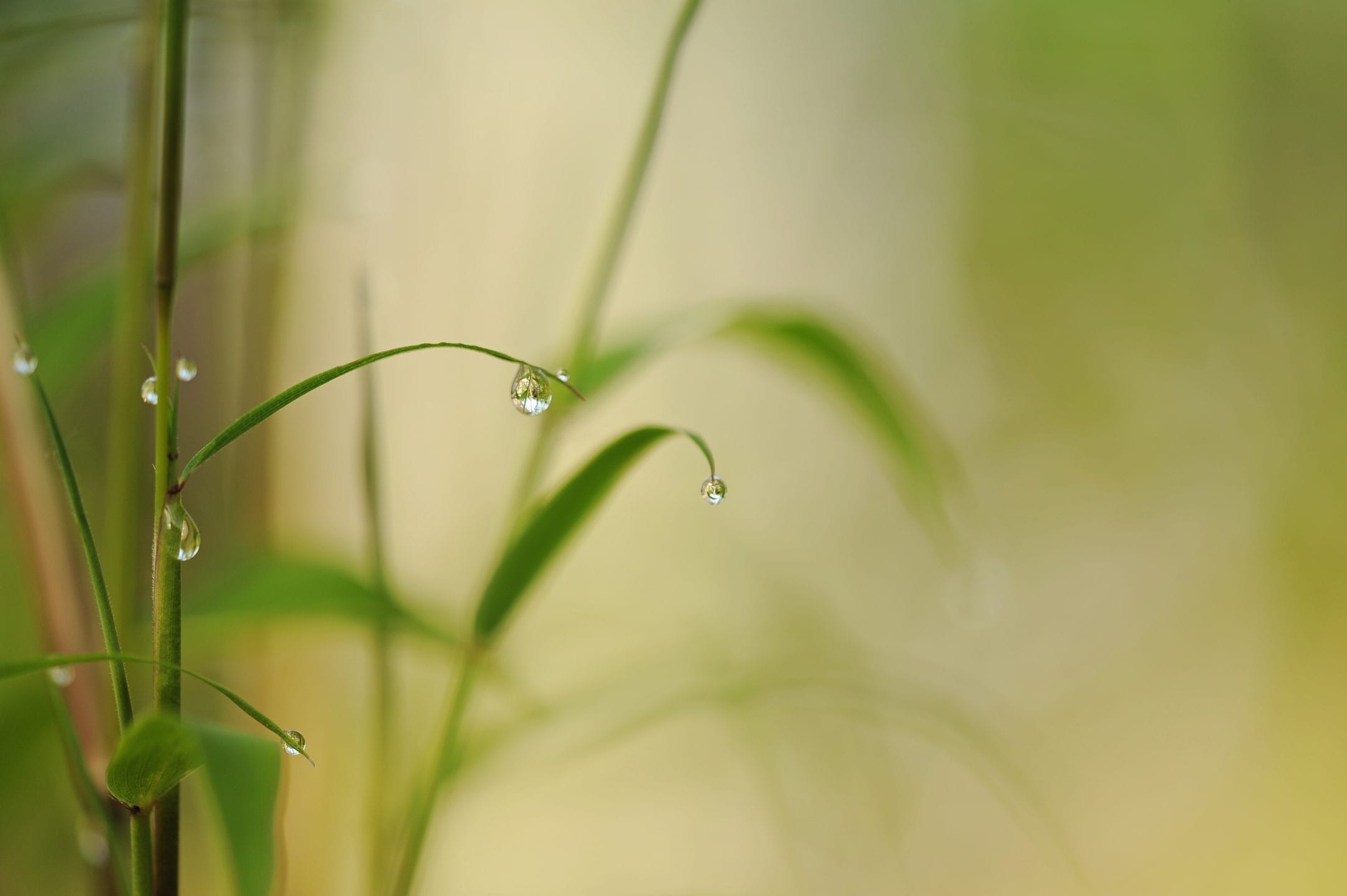 water drops on green plants