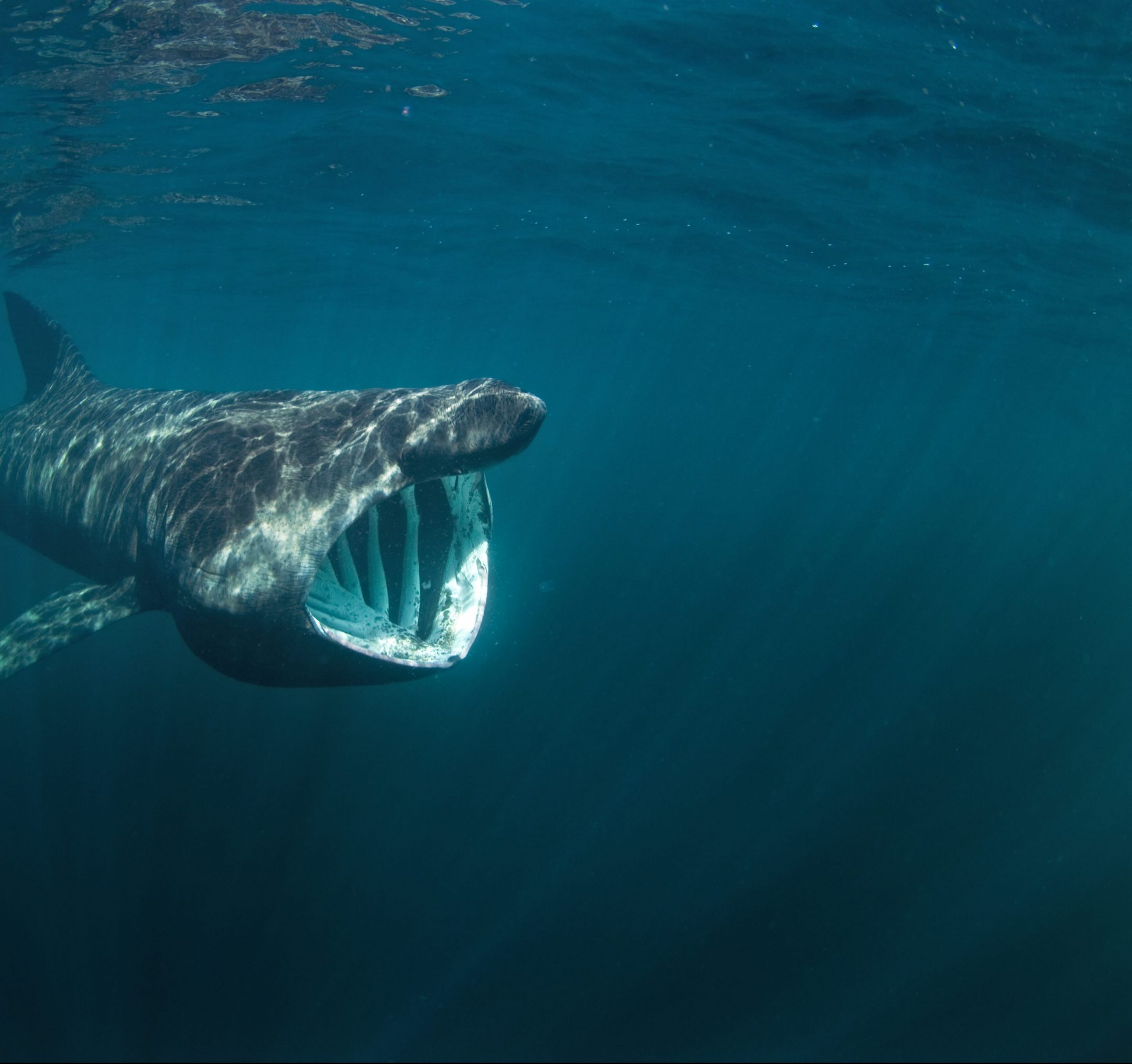 underwater photograph of swimming shark