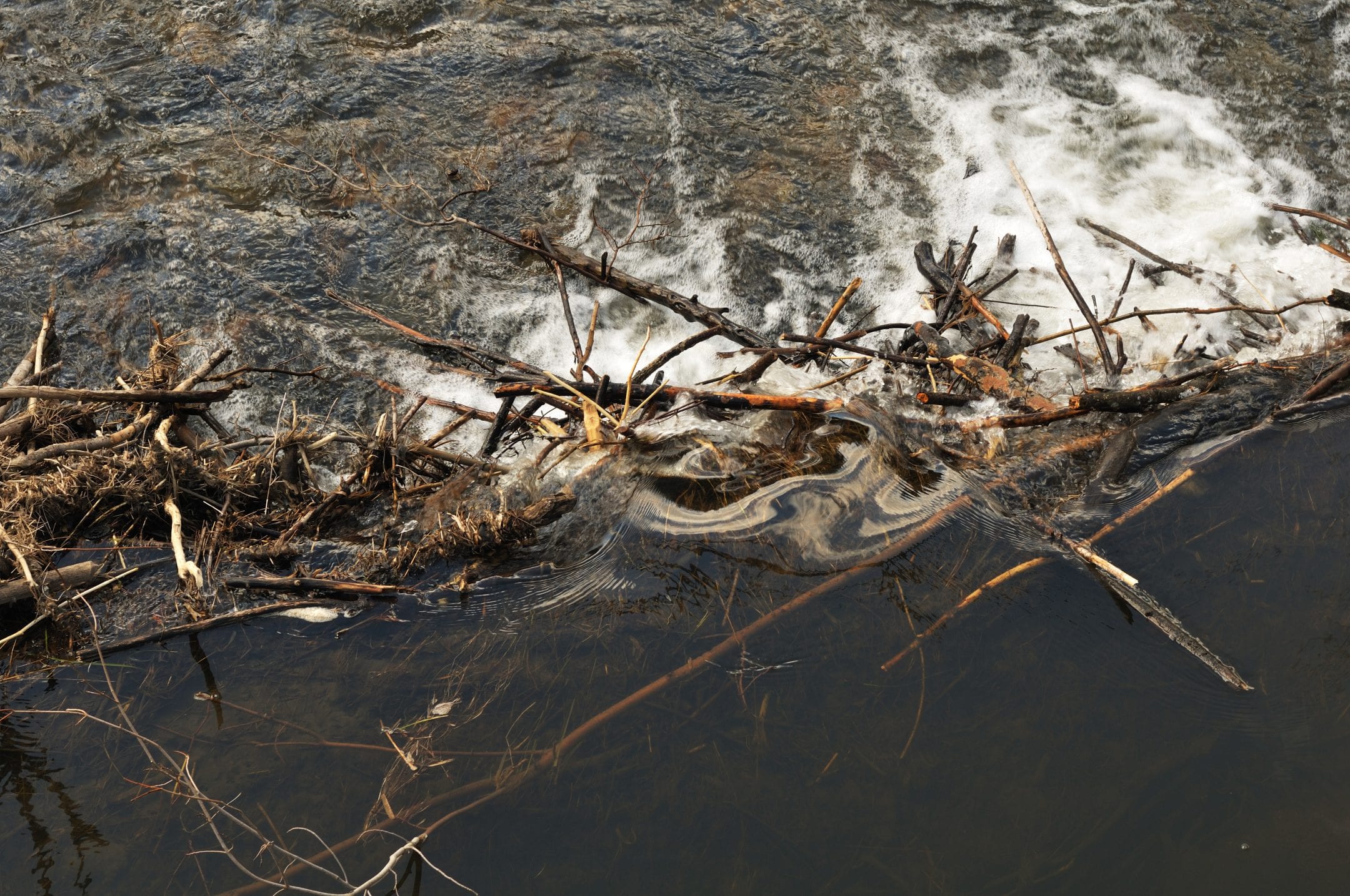 above head view of a beaver dam interrupting water flow
