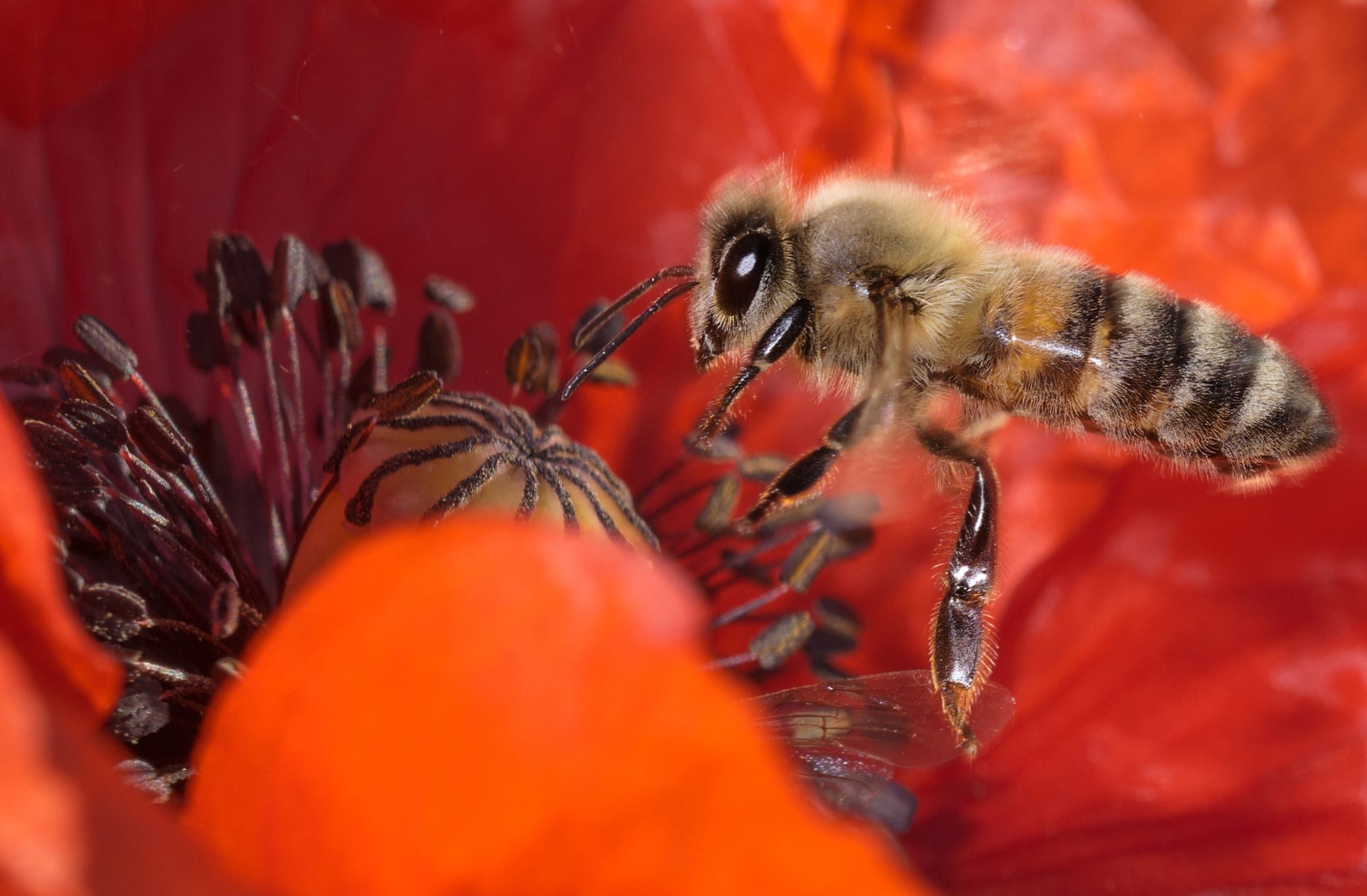 a bee hovers about a red poppy flower