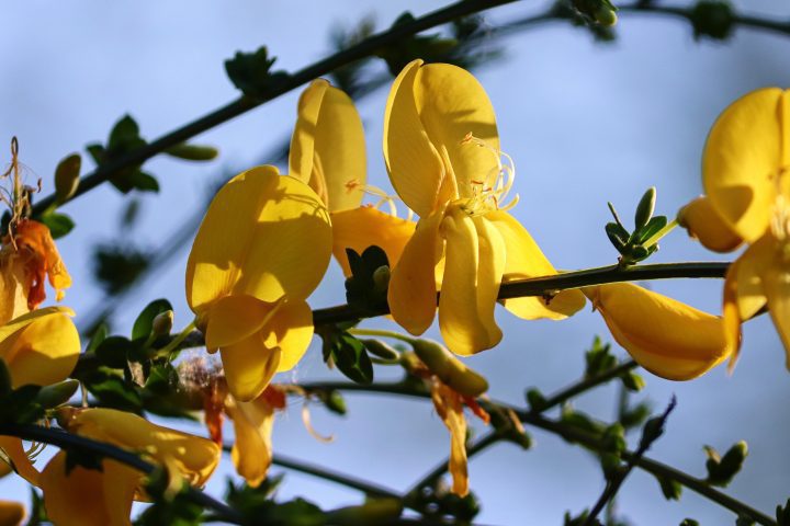 close up of bright yellow flowers outside