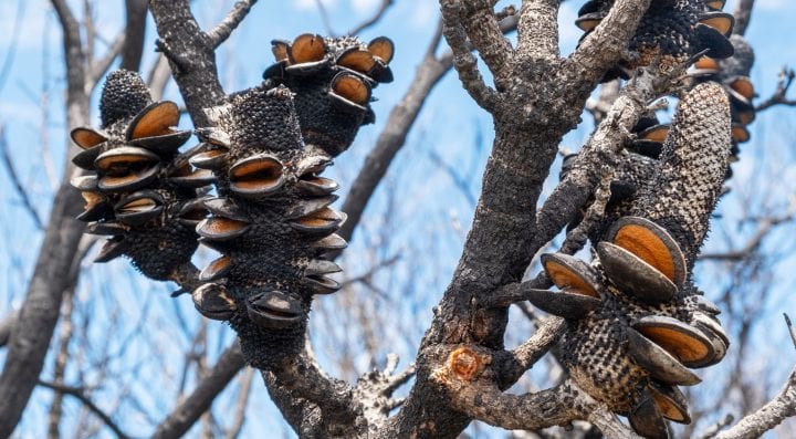 a burned tree with clam-shaped seedpods is seen against a blue sky background