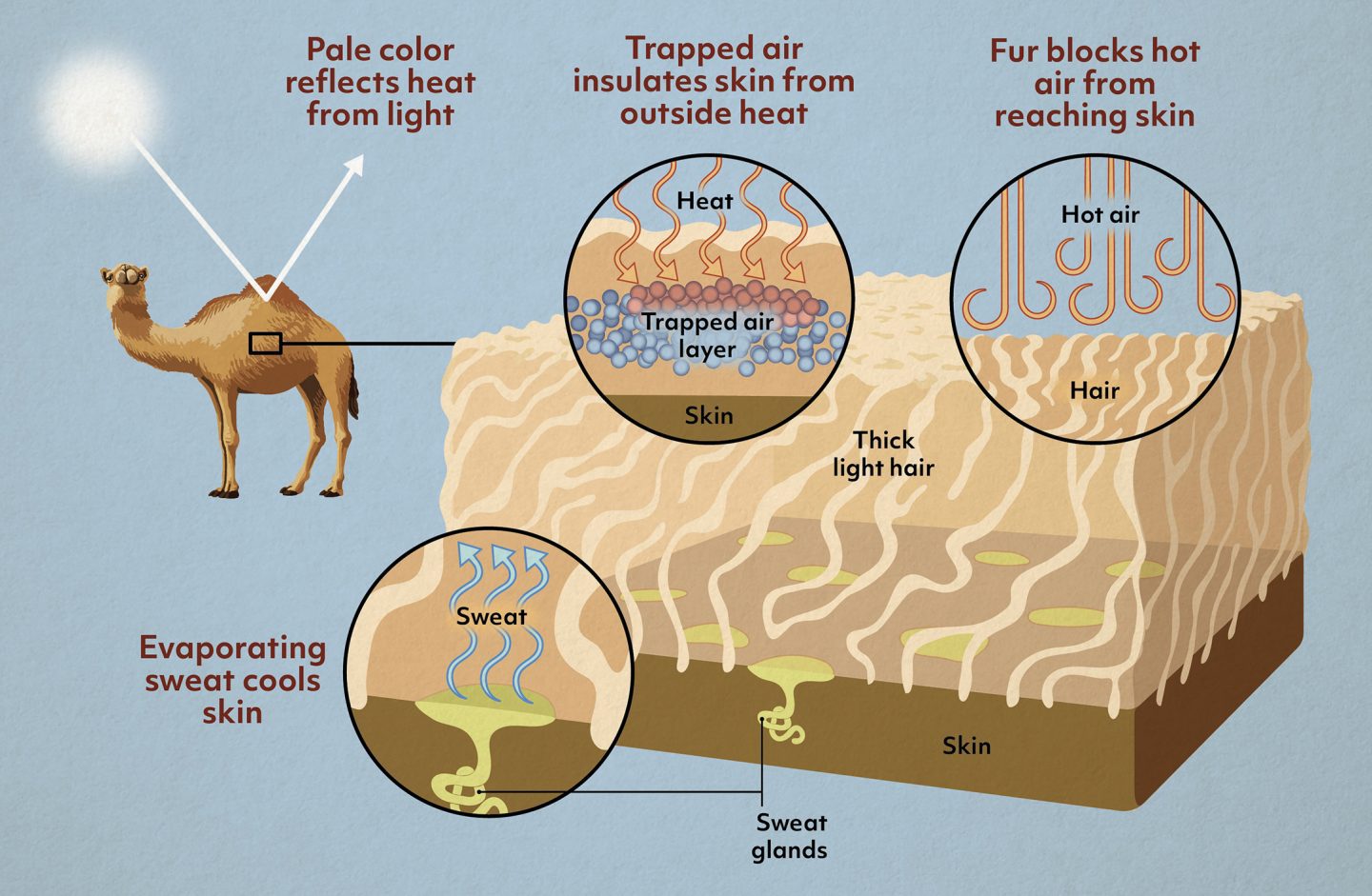 A diagram showing a section of camel fur and how it slows heat gain from light, air, and the environment.