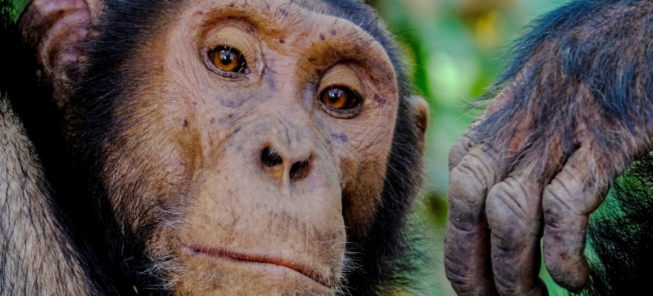 a chimpanzee with a light brown face and black fur looks at the camera with light brown eyes
