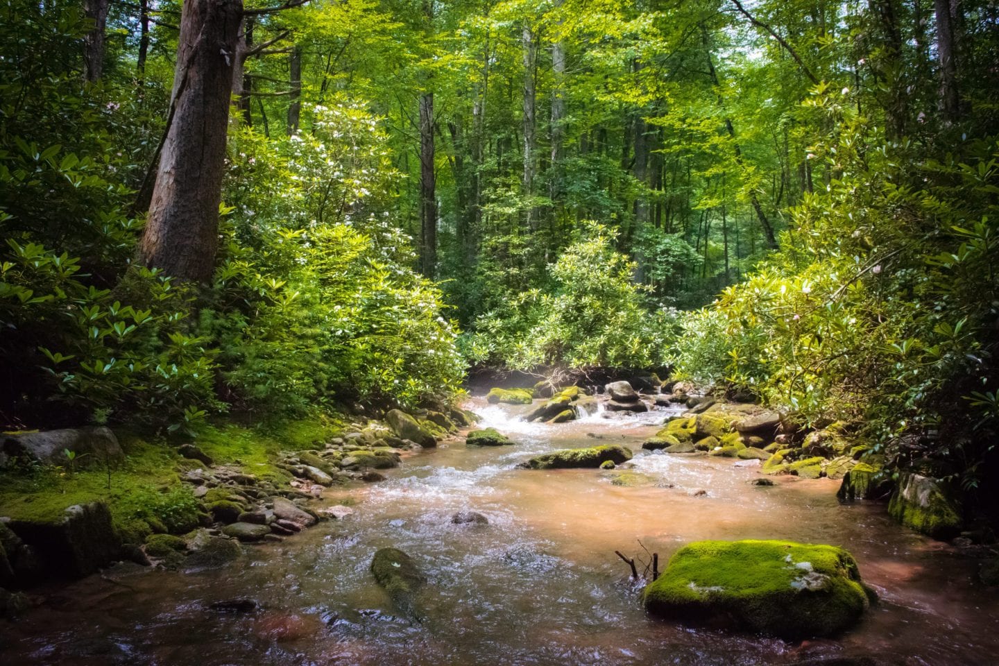 Stream flows through a broadleaf forest