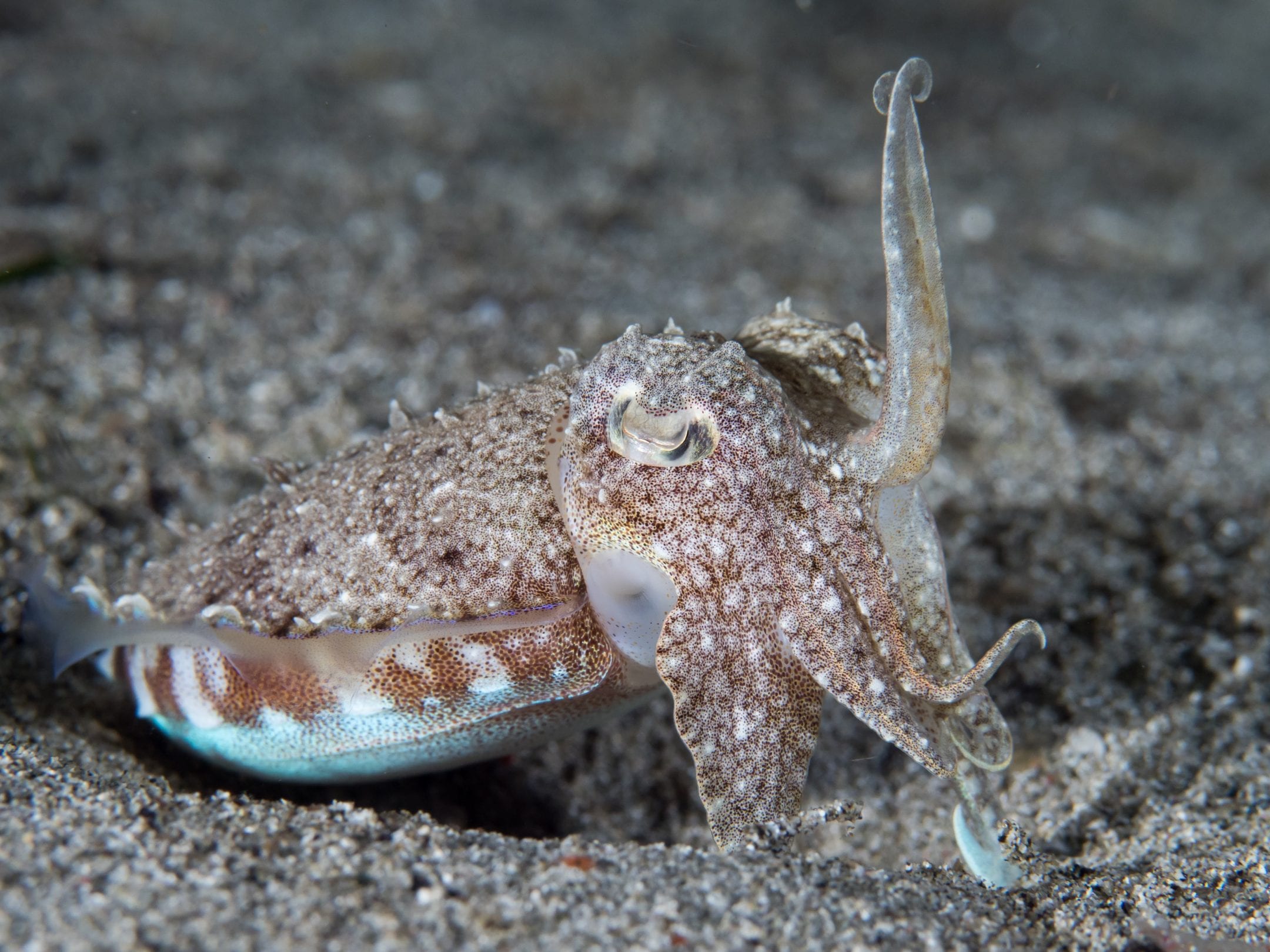 a small sand color marine creature resembling a squid is seen underwater