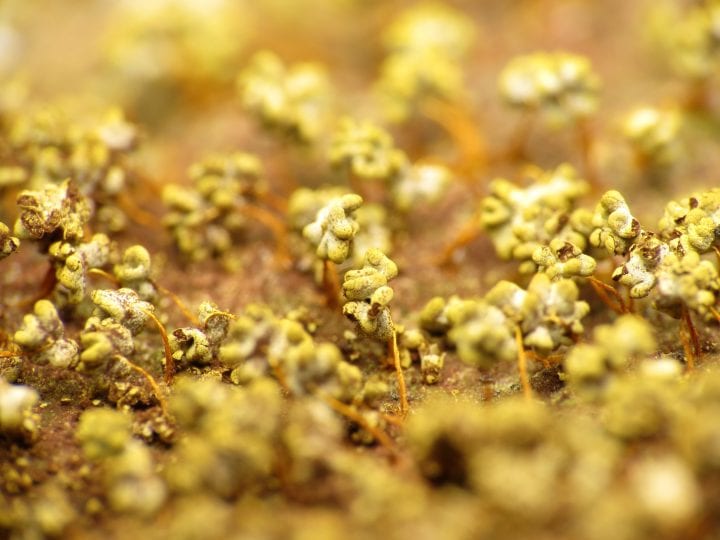 Spherical yellow bulbs grow out of a web of yellow slime, also known as physarum polycephalum