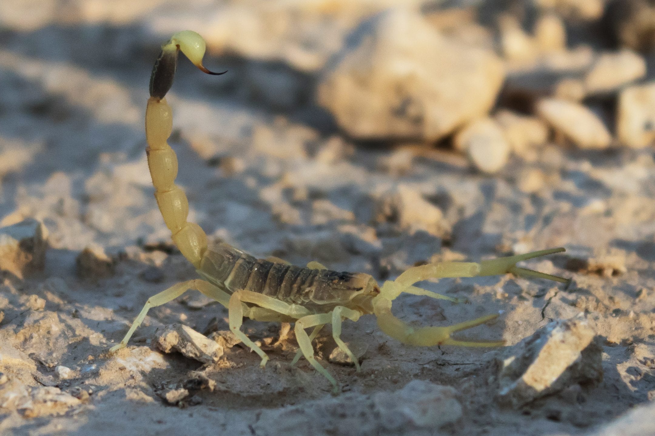 a milky yellow scorpion is seen on a sandy surface from profile with its tail pointing forward