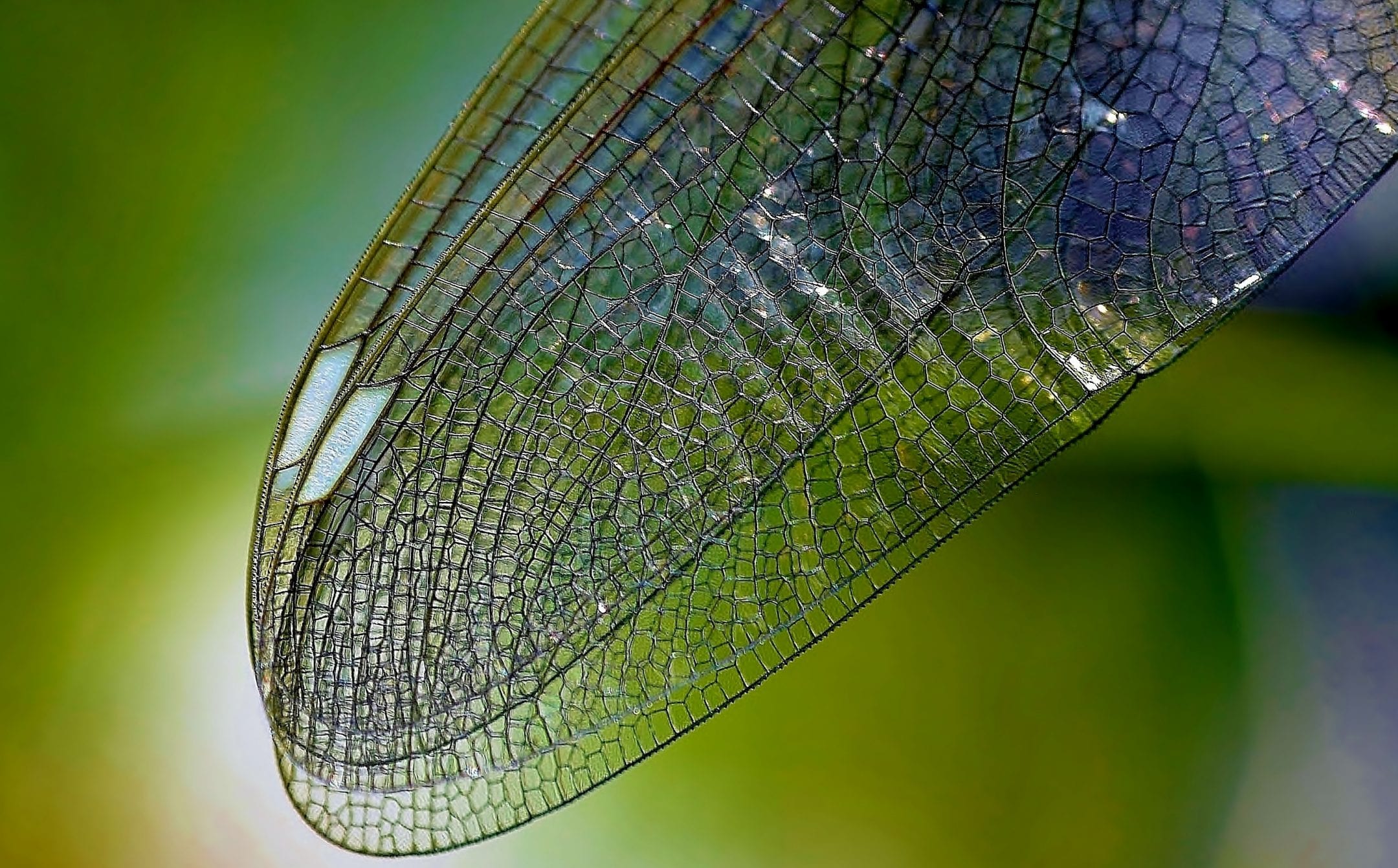 a macro view of dragon fly wings against a blurry green background
