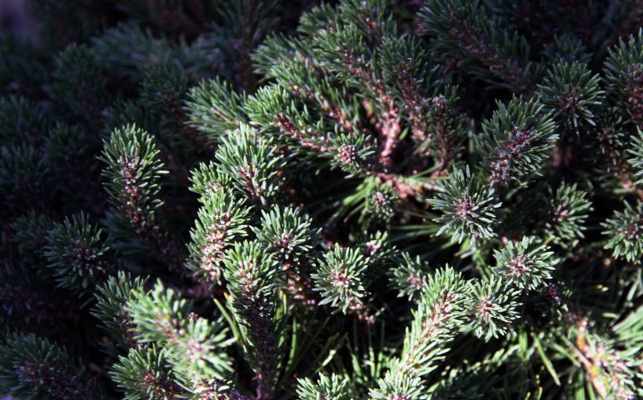 close up a green pine tree with purple tones on the branches in the sunlight