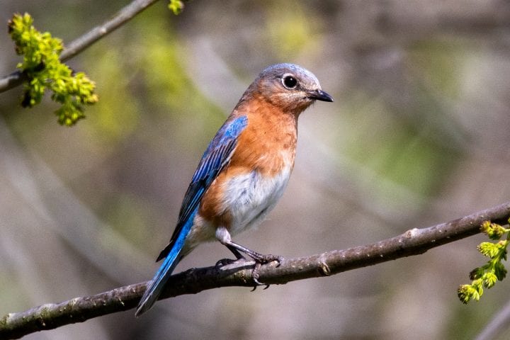a bird with blue and orange feathers sits on a tree branch