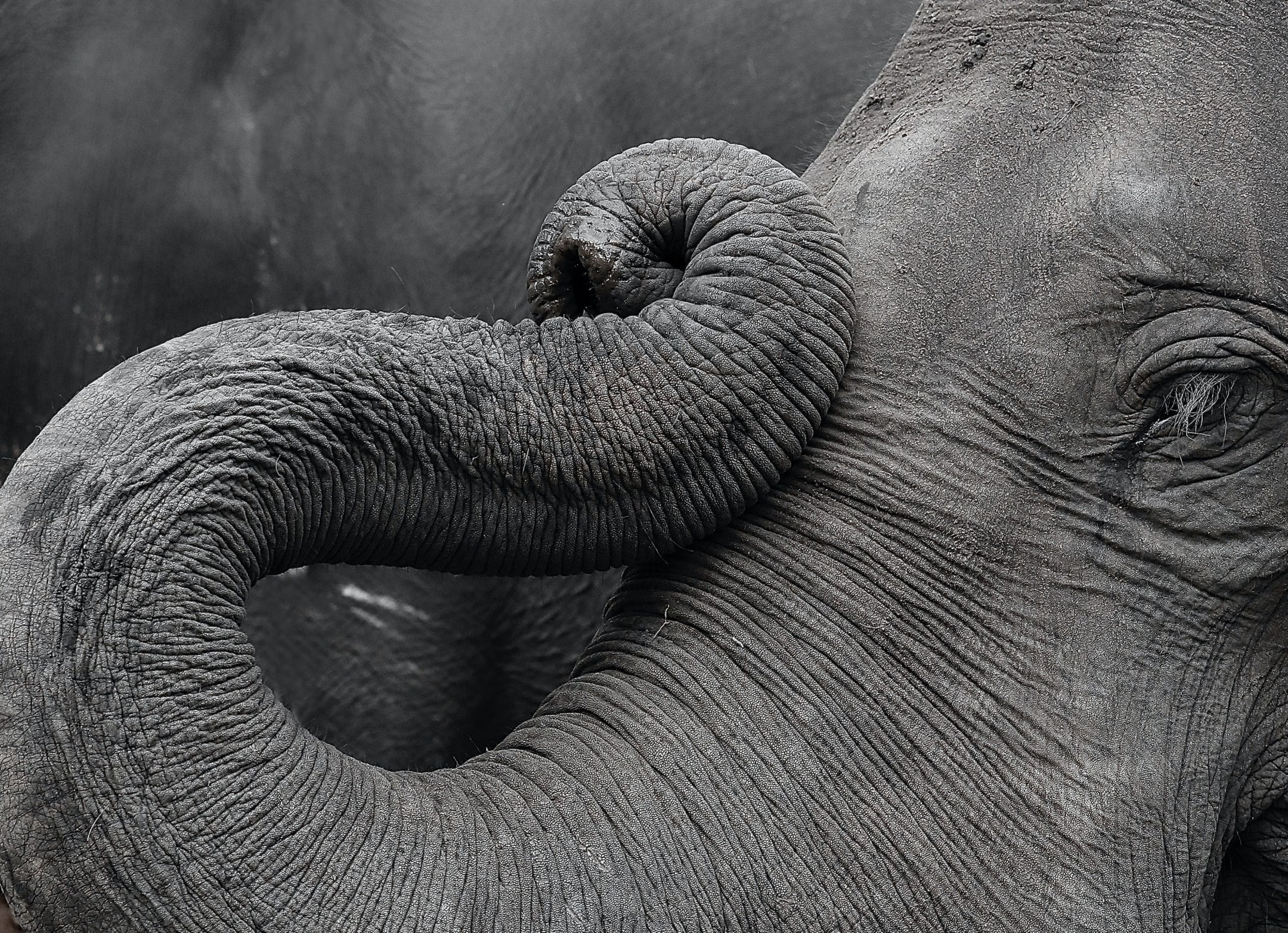 close up black and white photograph of an elephant trunk
