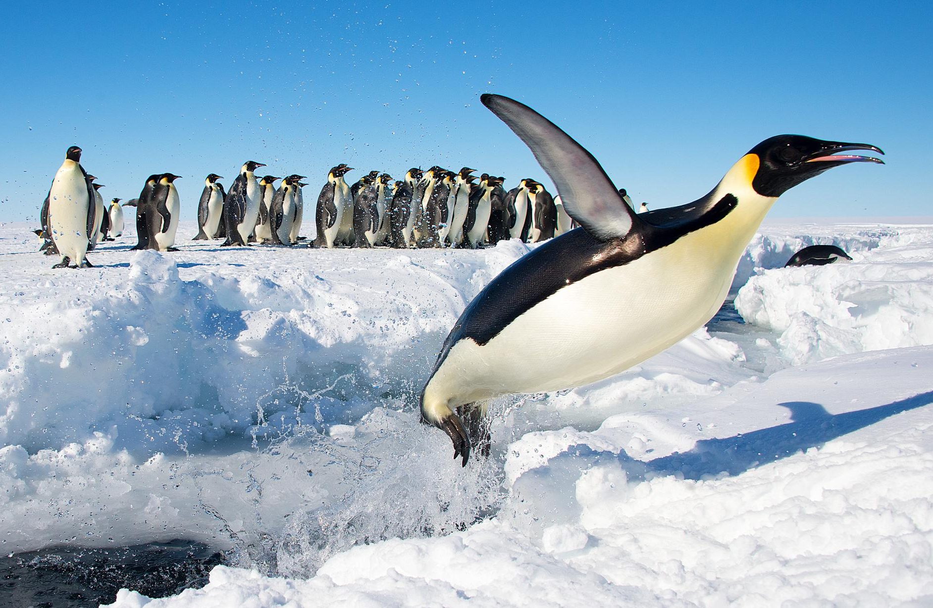emperor penguin launching out of the water