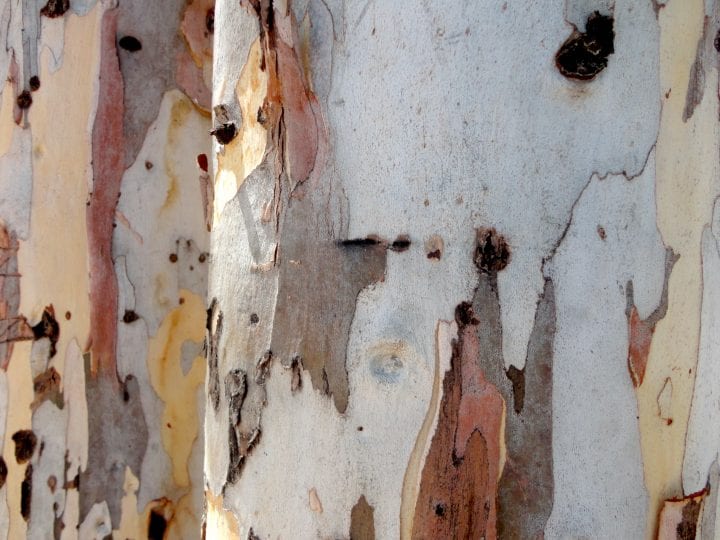 various shades of light brown, yellow, and dark red make smooth swirling shapes in a close up image of eucalyptus bark