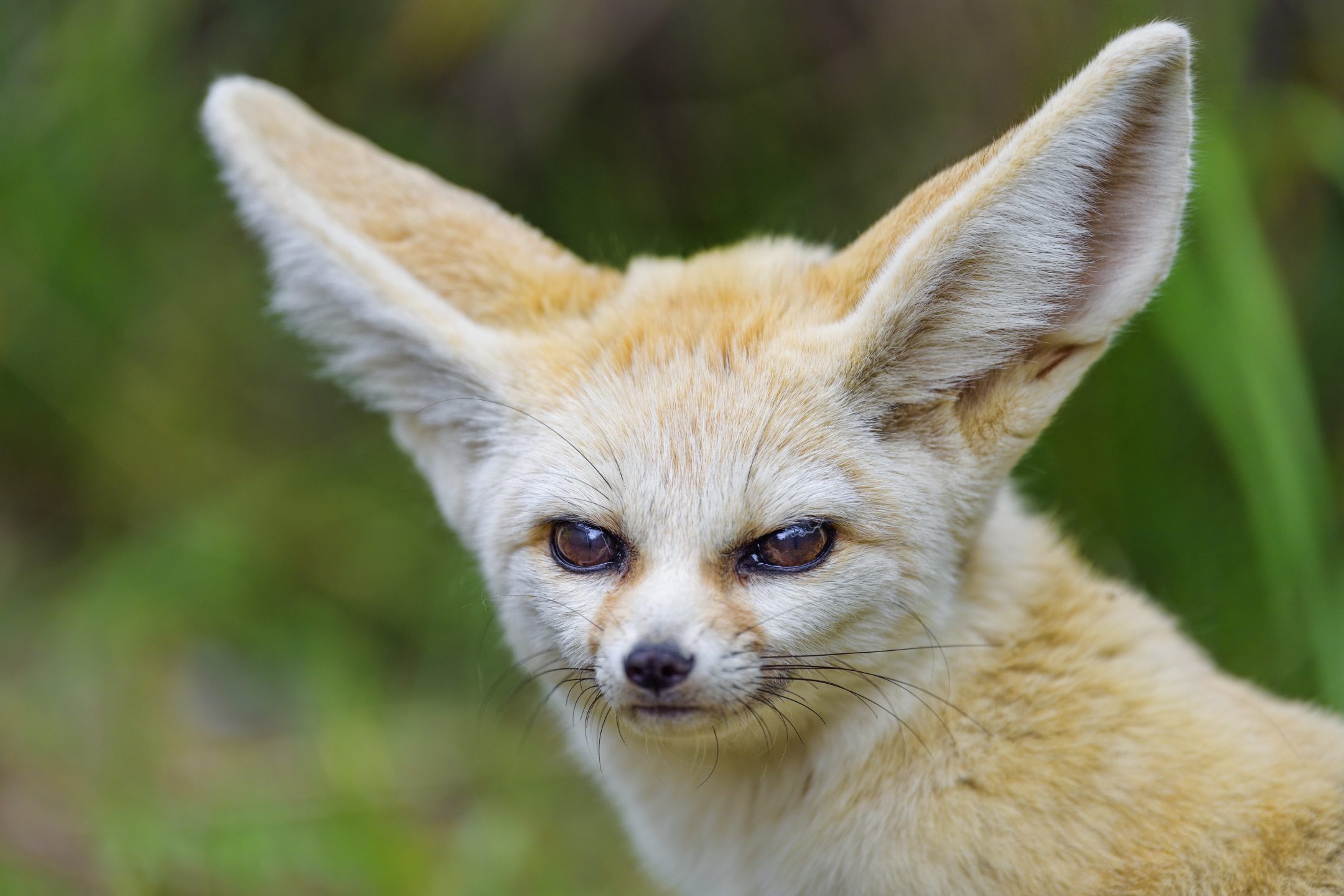 close up of a fennec fox with a green background