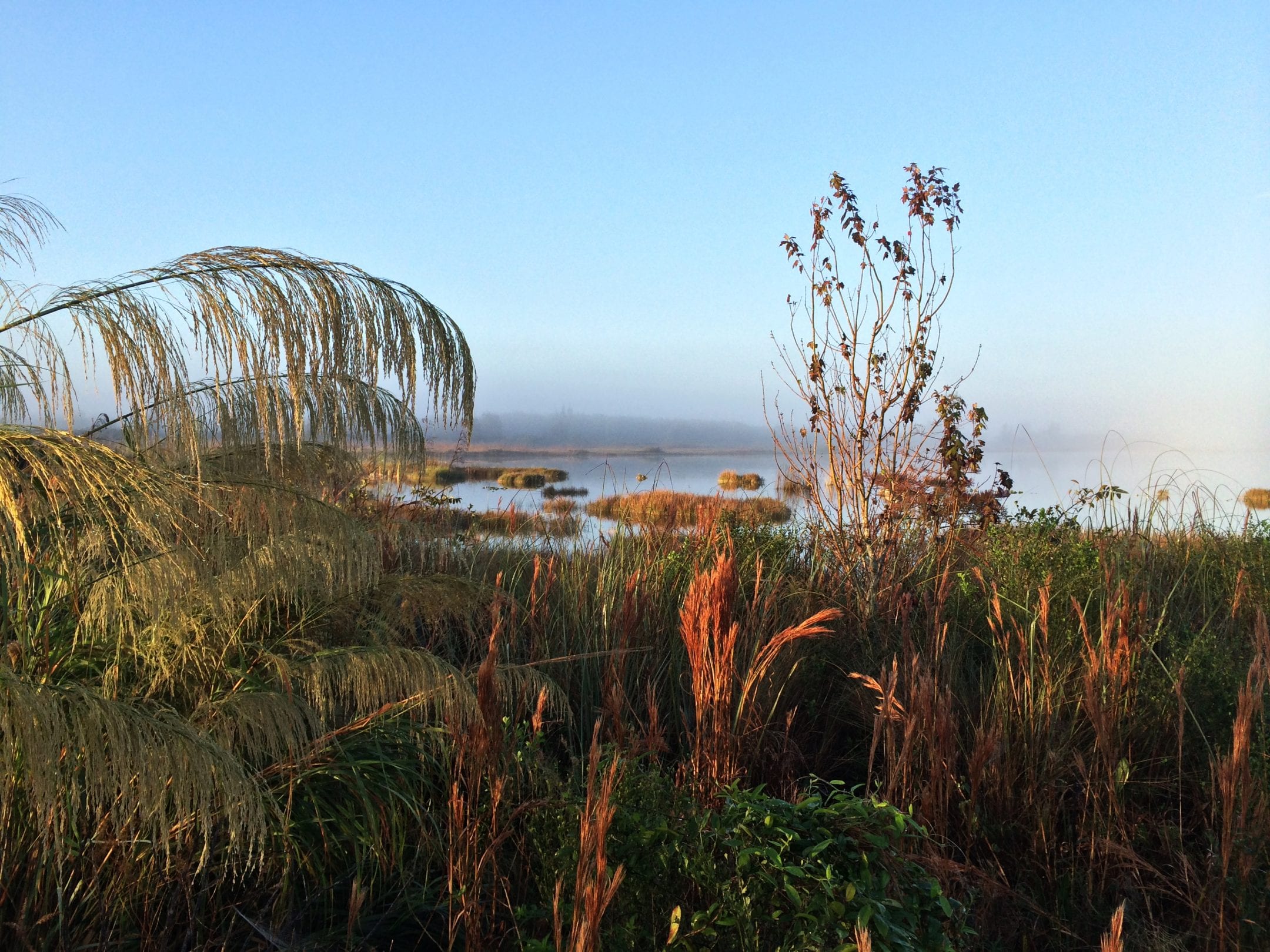a landscape with grasses and body of water are covered in fog at sunrise