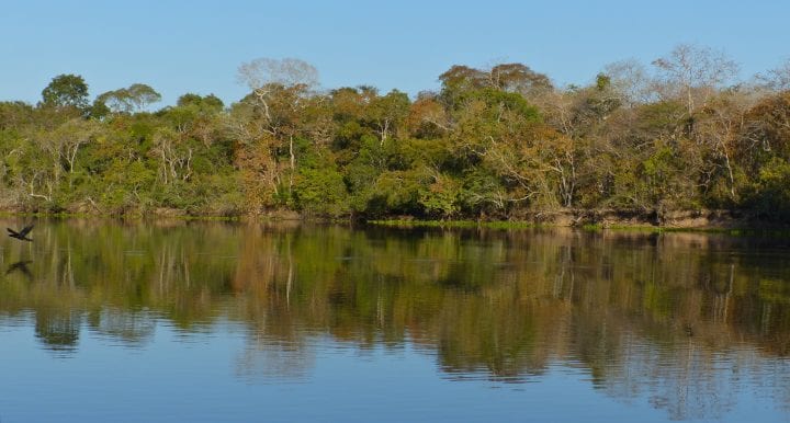 a forest grows along the edge of a river in brazil
