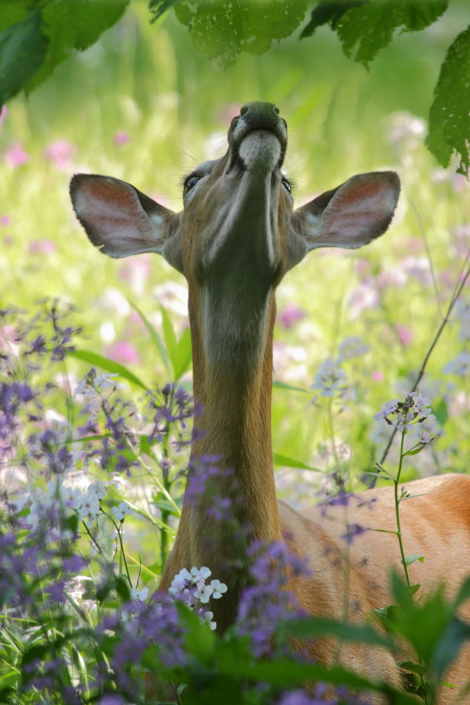 A deer looks up revealing the relative size of her ears
