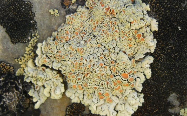 white lichen with orange interiors on a rocky surface with algae