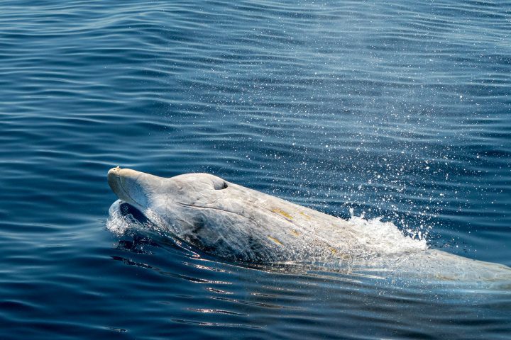 a white underwater mammal resembling a dolphin breaks the surface of blue water with spray coming from it's blowhole