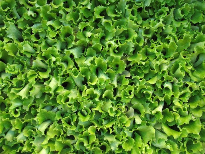 the photograph is filled with the leafy green lettuce