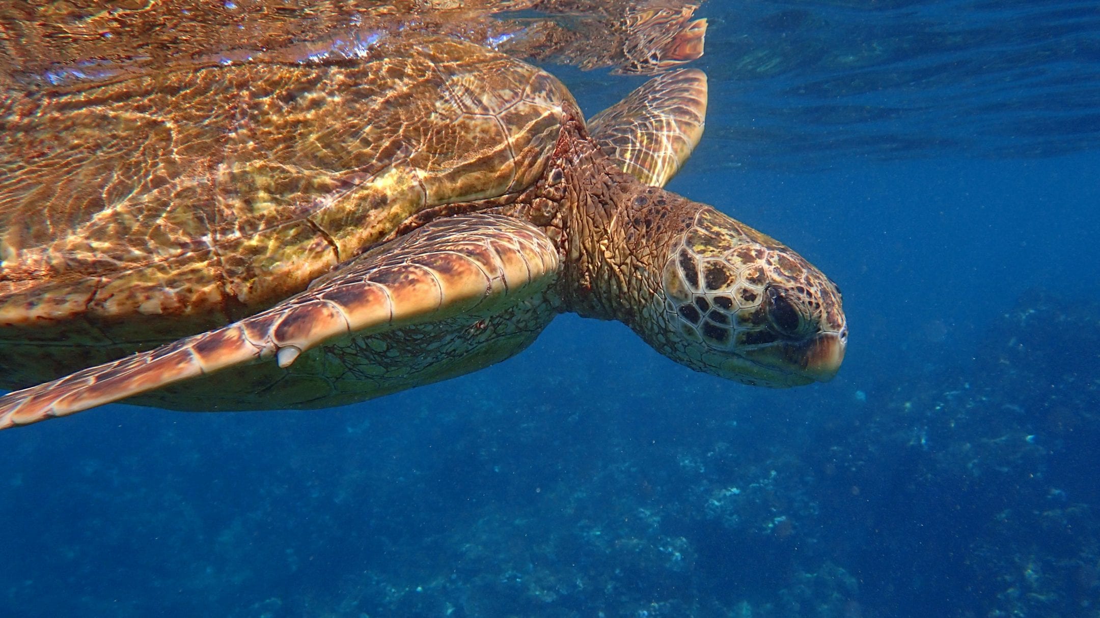 a green sea turtle swims through blue water in Maui