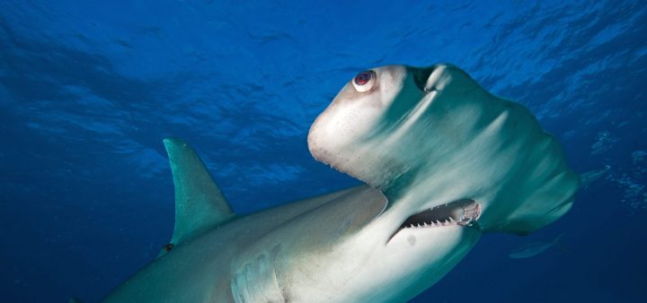 close up of a hammerhead shark under blue sea water