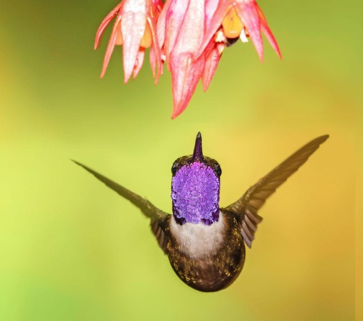 a hummingbird looks up at a pink flower, its purple neck feathers on full display