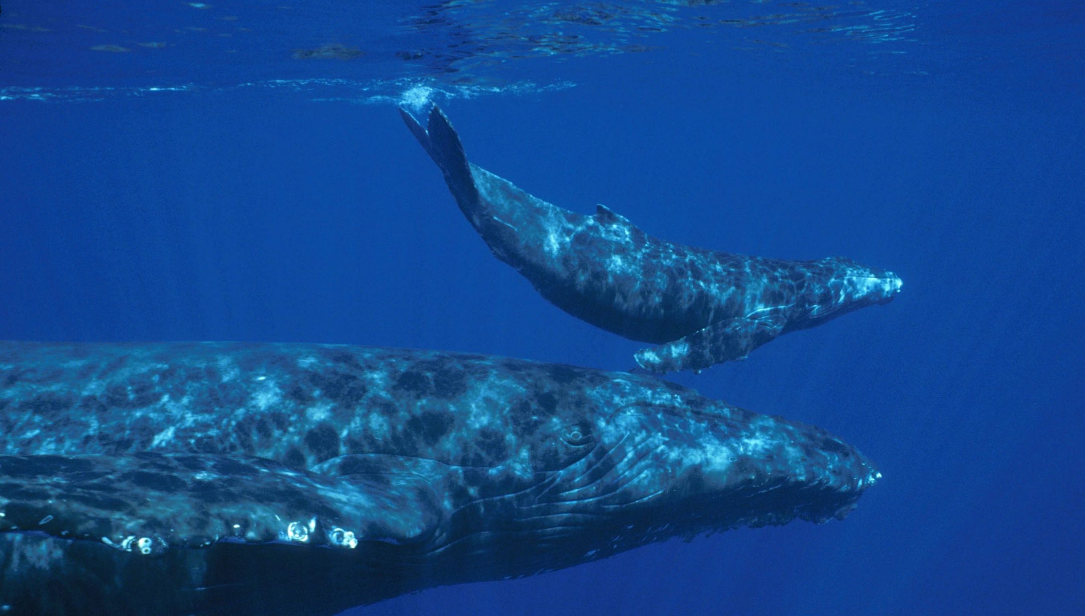 a humpback whale and calf swim underwater
