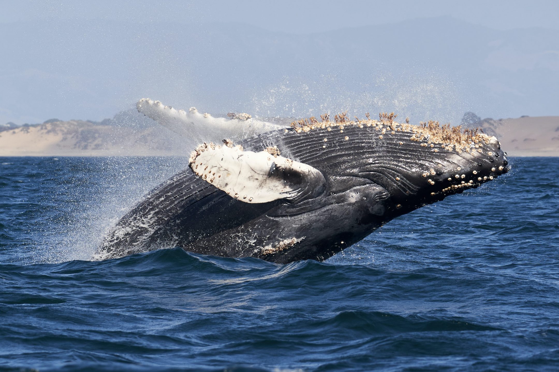 a humpback whale breeches above water, its underbelly to the sky and barnacles can be seen on its stomach and flippers