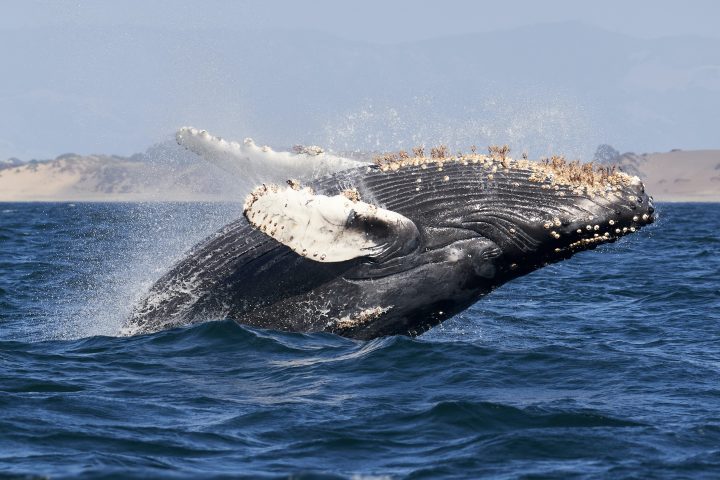 a humpback whale breeches above water, its underbelly to the sky and barnacles can be seen on its stomach and flippers