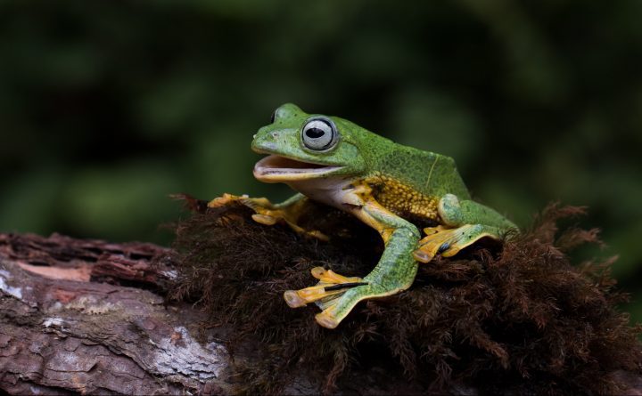 a bright green frog with yellow toes and milky white eyes sits on a piece of wood with a blurry green background