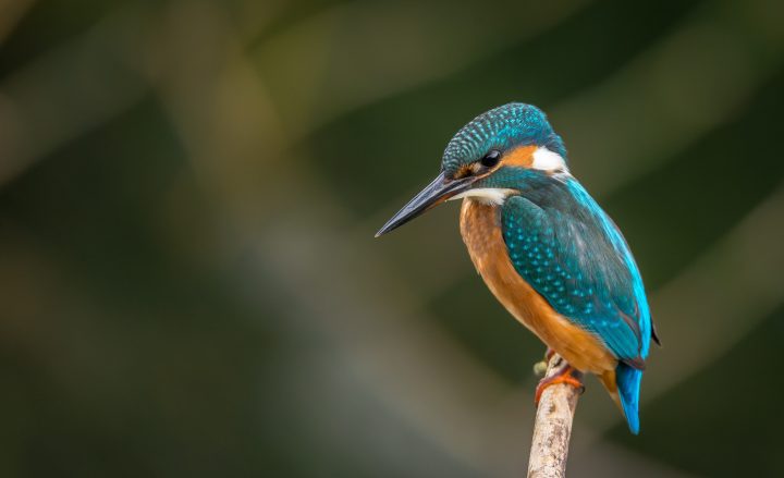 an orange and blue kingfisher sits on a tree branch against a blurry background