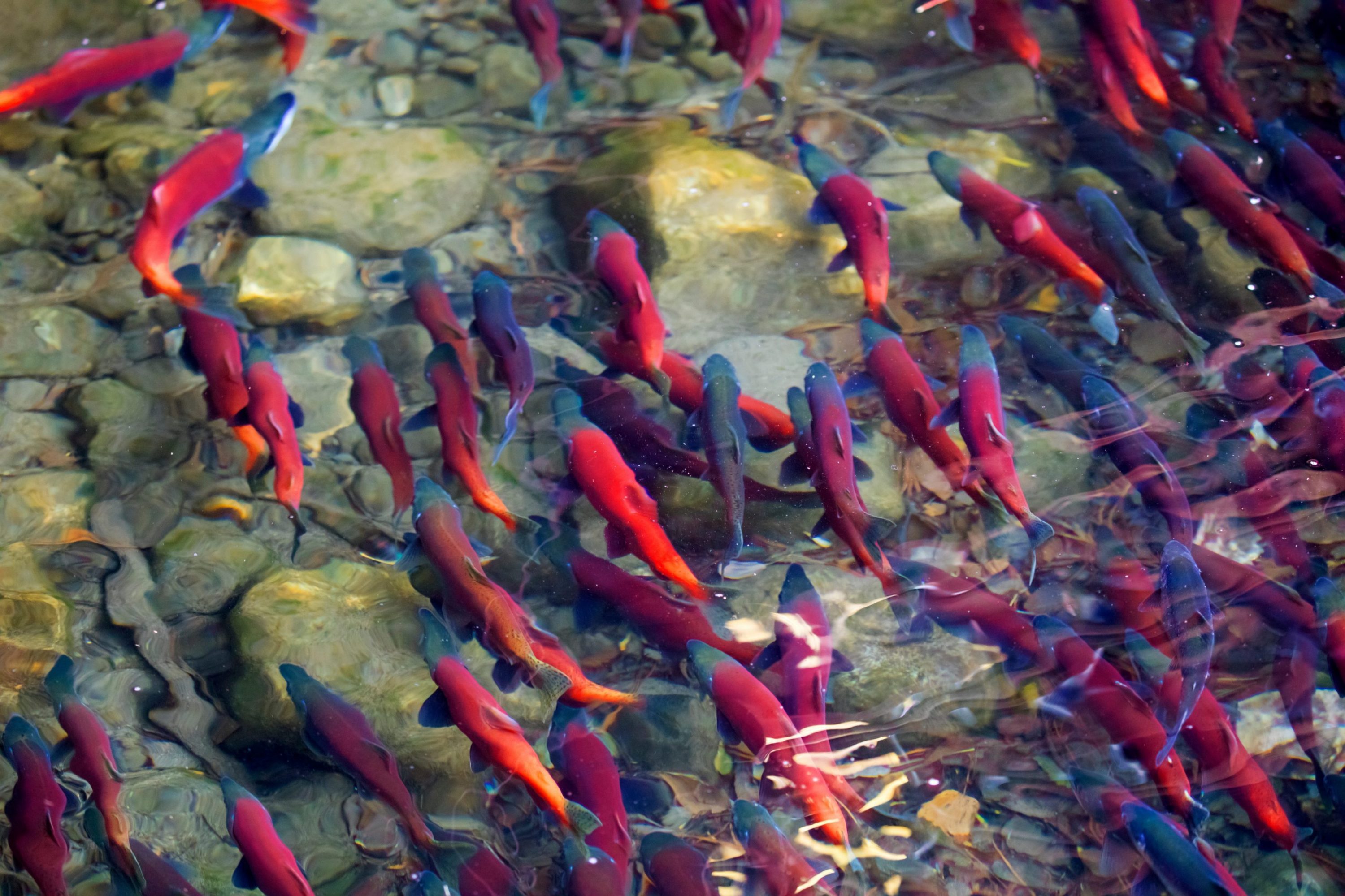kokansee salmon swim in clear water